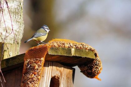d&eacute;couvrez le house-sitting : une solution pratique pour garder une maison en toute s&eacute;curit&eacute; pendant l'absence de ses propri&eacute;taires. profitez d'un &eacute;change de confiance unique.