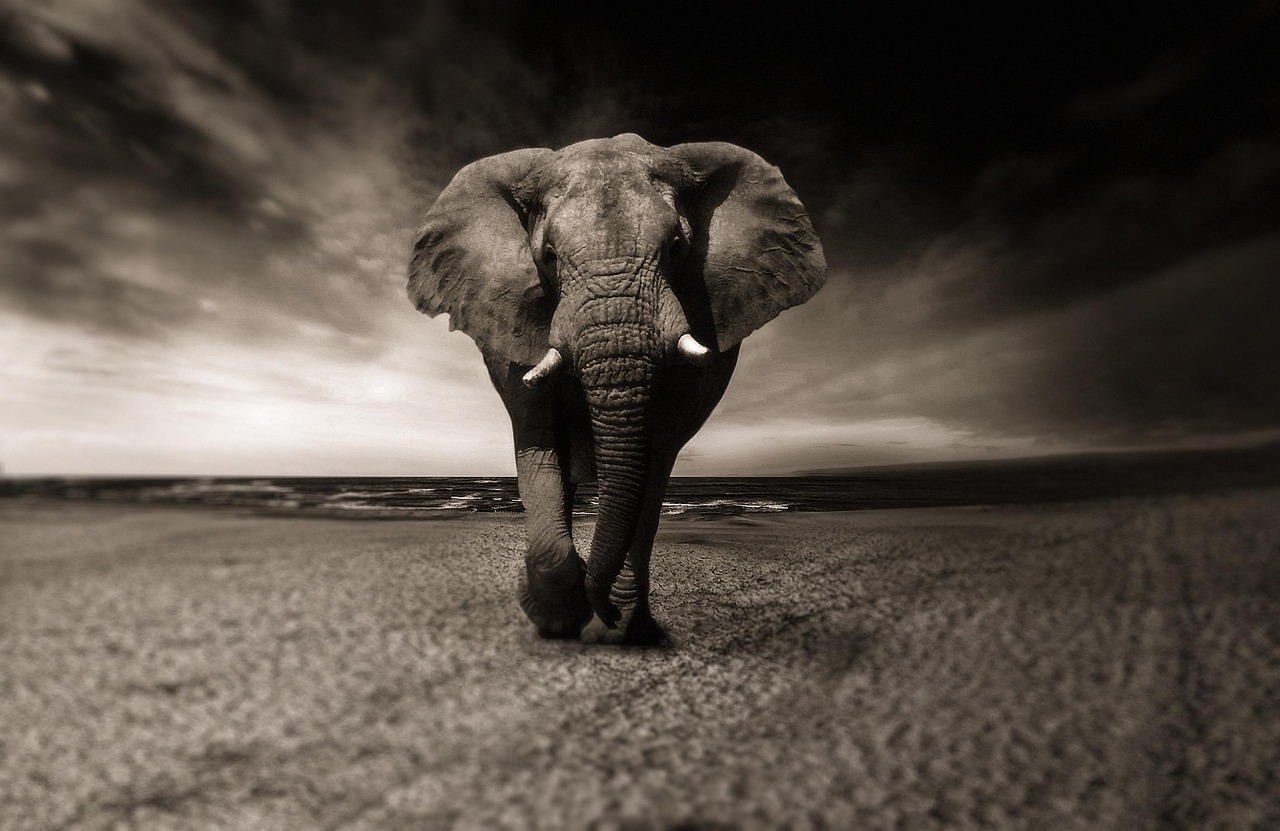 découvrez les prix des safaris en afrique pour 2025 et planifiez votre aventure inoubliable au cœur de la nature sauvage africaine.