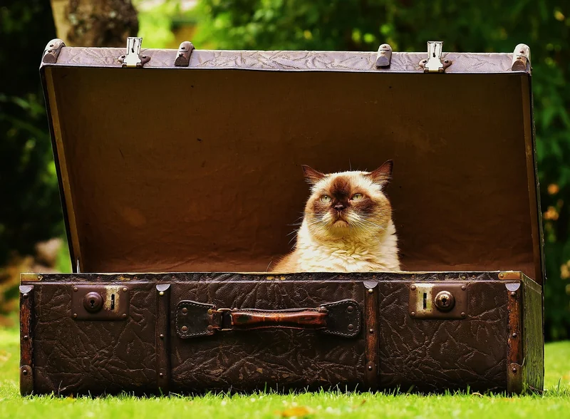 Valise souple vs rigide : le vrai comparatif